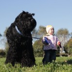 Terrier negro ruso